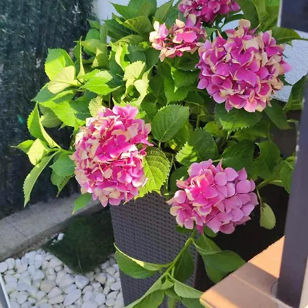 Querote Fisterra1 아파트